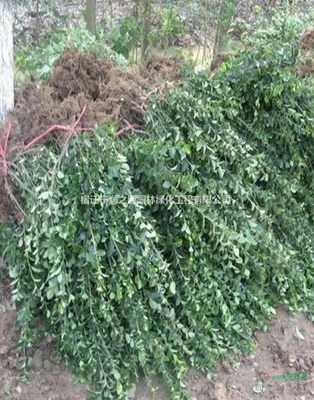 大葉扶芳藤各種規(guī)格*、扶芳藤苗木