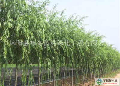 【江蘇【青皮垂柳】最新青皮垂柳_價(jià)格_圖片_產(chǎn)地報(bào)價(jià)表詳情描述供應(yīng)|大葉黃楊 瓜子黃楊 金葉女貞 紅葉小檗 叢生紫荊 叢生紫薇 紫葉李 重生花石榴 等200種綠化苗木沭陽縣寒冬園林綠化工程商鋪